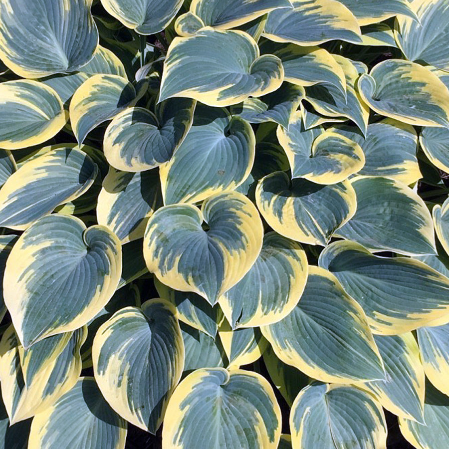 Hosta "First Frost" - Gradina Noastra