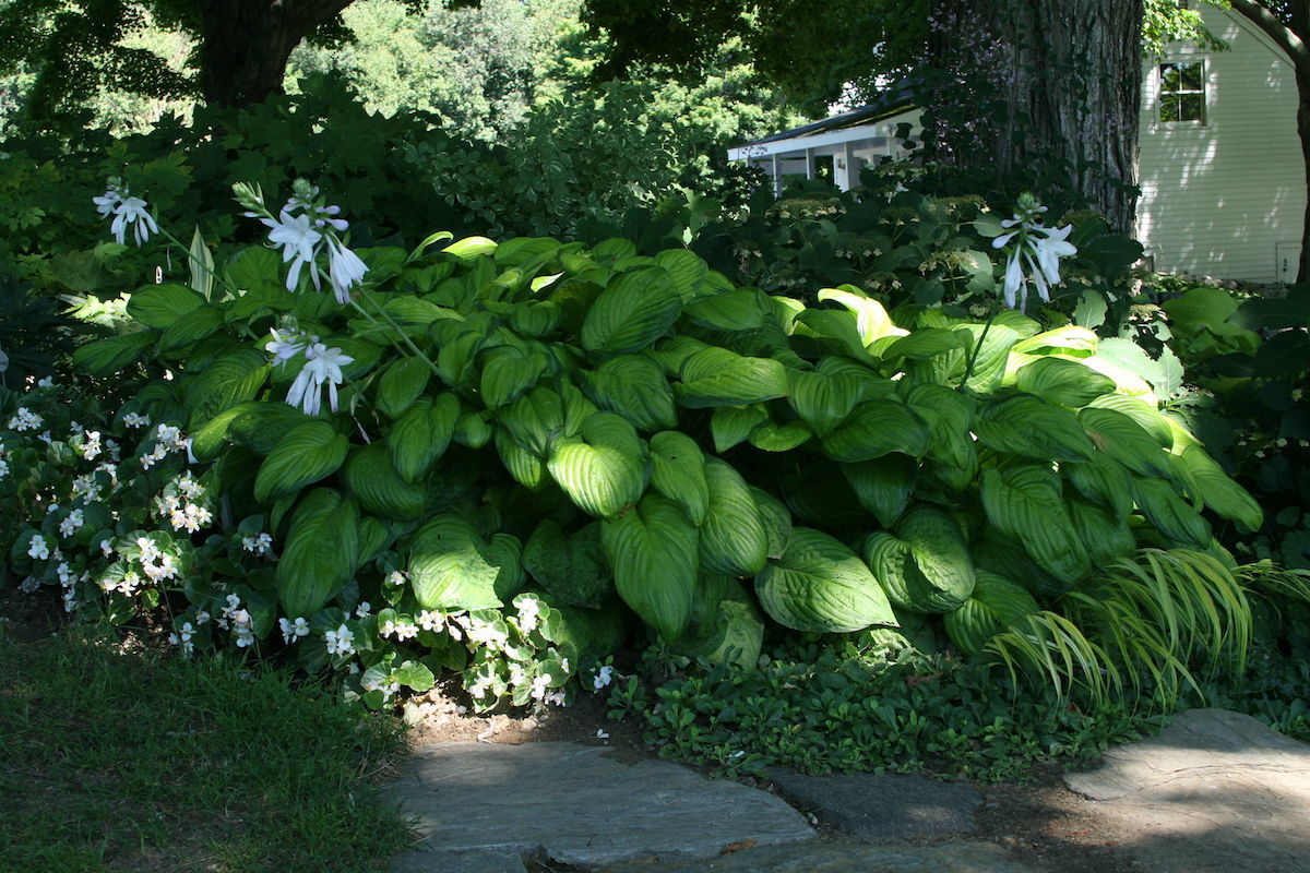 Crin de toamna "Guacamole" / Hosta "Guacamole" - Gradina Noastra
