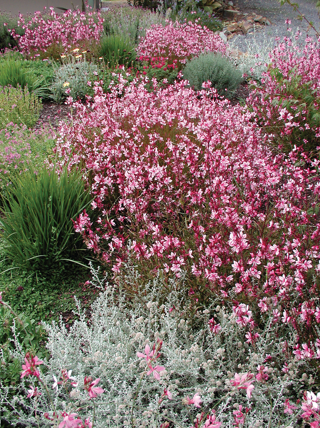 Gaura lindheimeri "Passionate Blush" by Gradina Noastra
