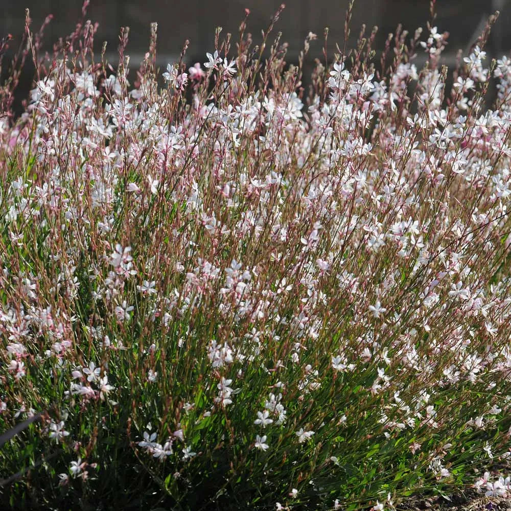 Gaura lindheimeri "Whirling Butterflies" by Gradina Noastra