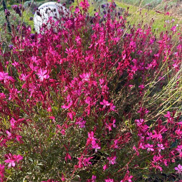 Gaura lindheimeri "Gaudi Red" by Gradina Noastra