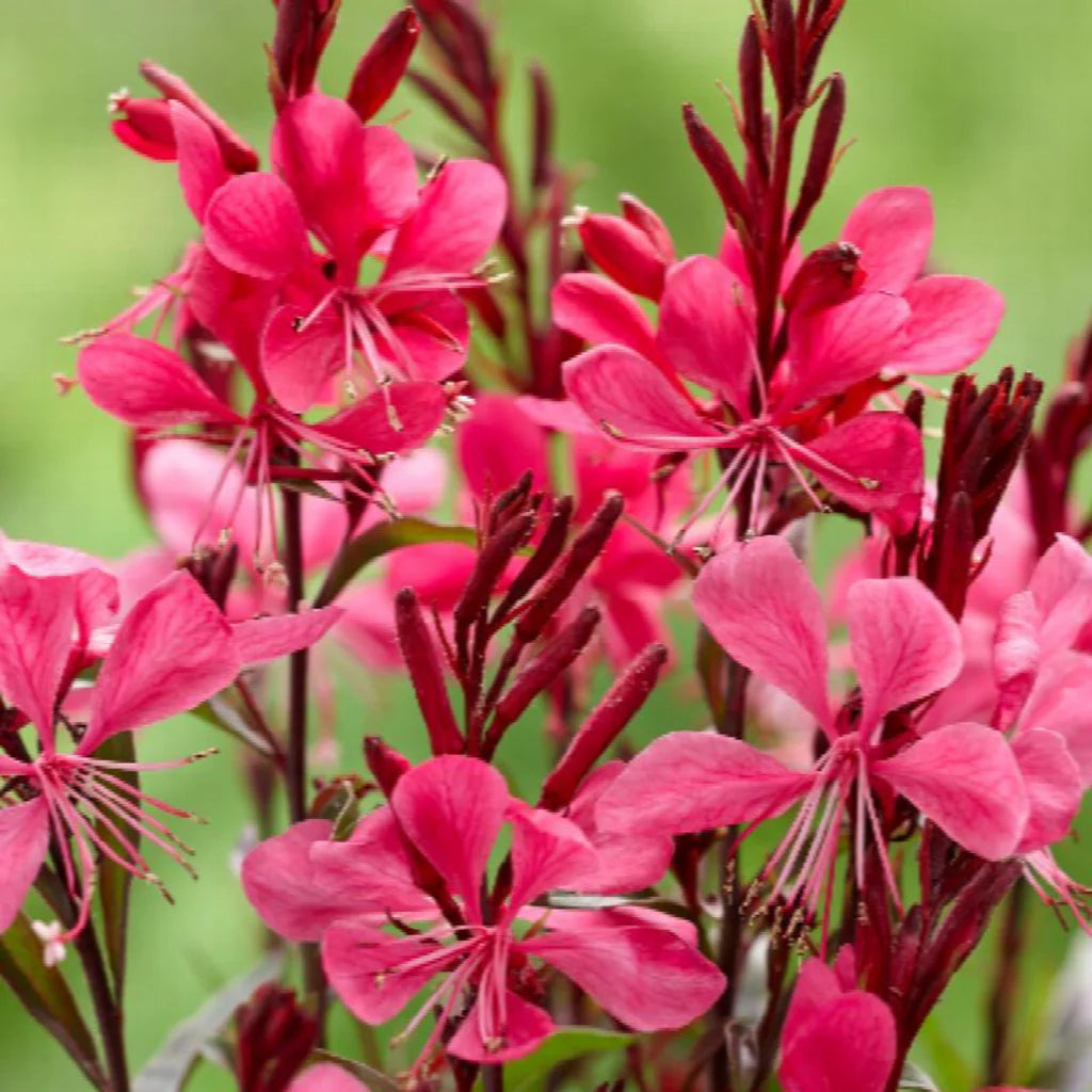 Gaura lindheimeri "Gaudi Red" by Gradina Noastra
