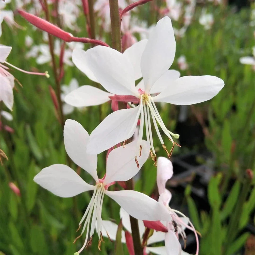 Gaura lindheimeri "Whirling Butterflies" - Gradina Noastra