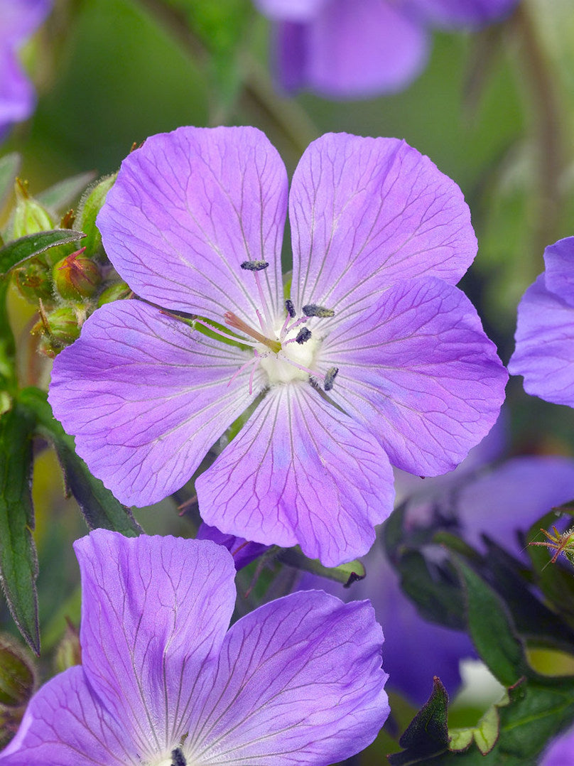 Geranium "Brookside" - Gradina Noastra