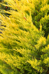 Chiparos leylandii "Gold Rider " / Cupressocyparis leylandii "Gold Rider "/ by gradina-noastra