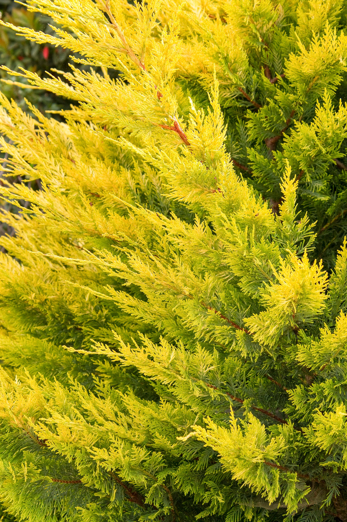 Cypress leylandii &quot;Gold Rider&quot; 2.50 - 2.70 m / Cupressocyparis leylandii &quot;Gold Rider &quot;/