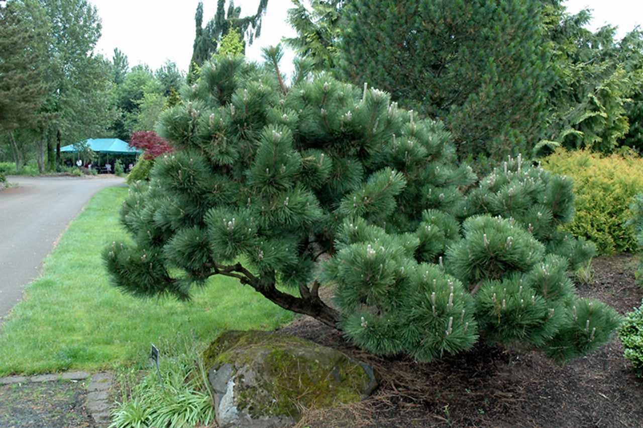 Pin japonez negru "Thunderhead" / Pinus thunbergii "Thunderhead" / by gradina-noastra