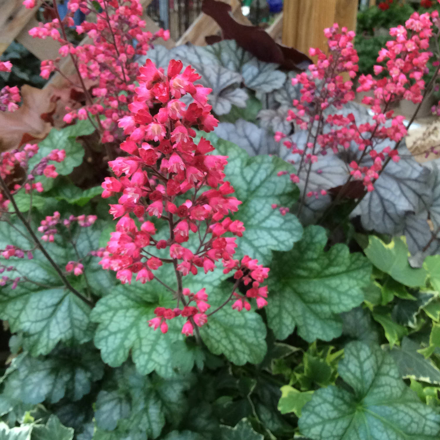 Heuchera "Paris" 0.10 - 0.20 m by gradina-noastra