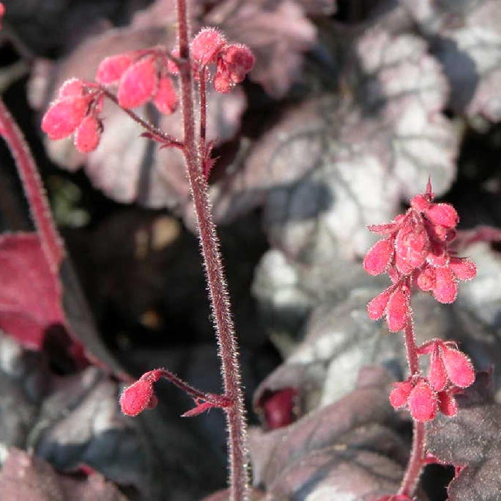 Heuchera "Hollywood"