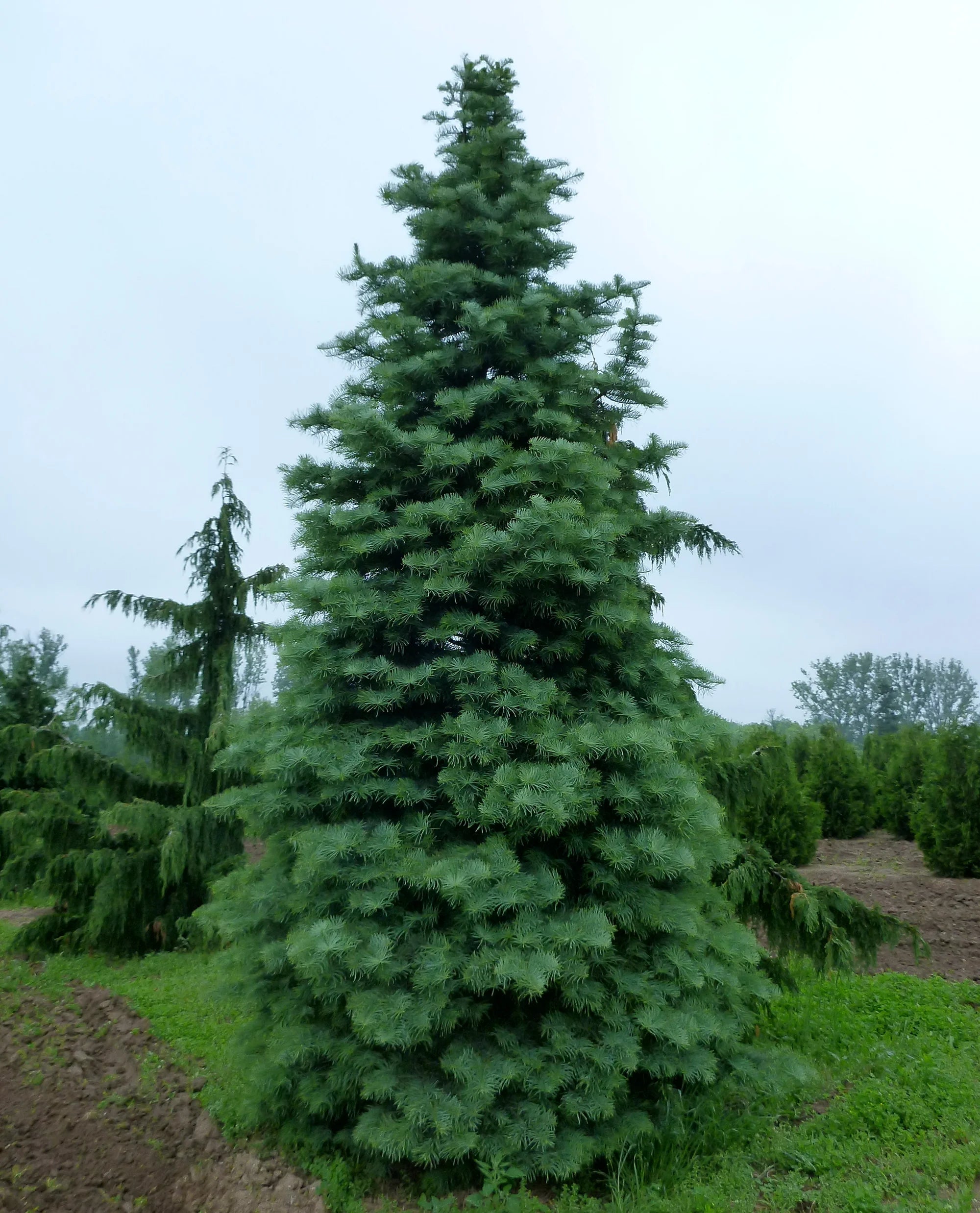 Brad alb / Abies concolor / - Gradina Noastra