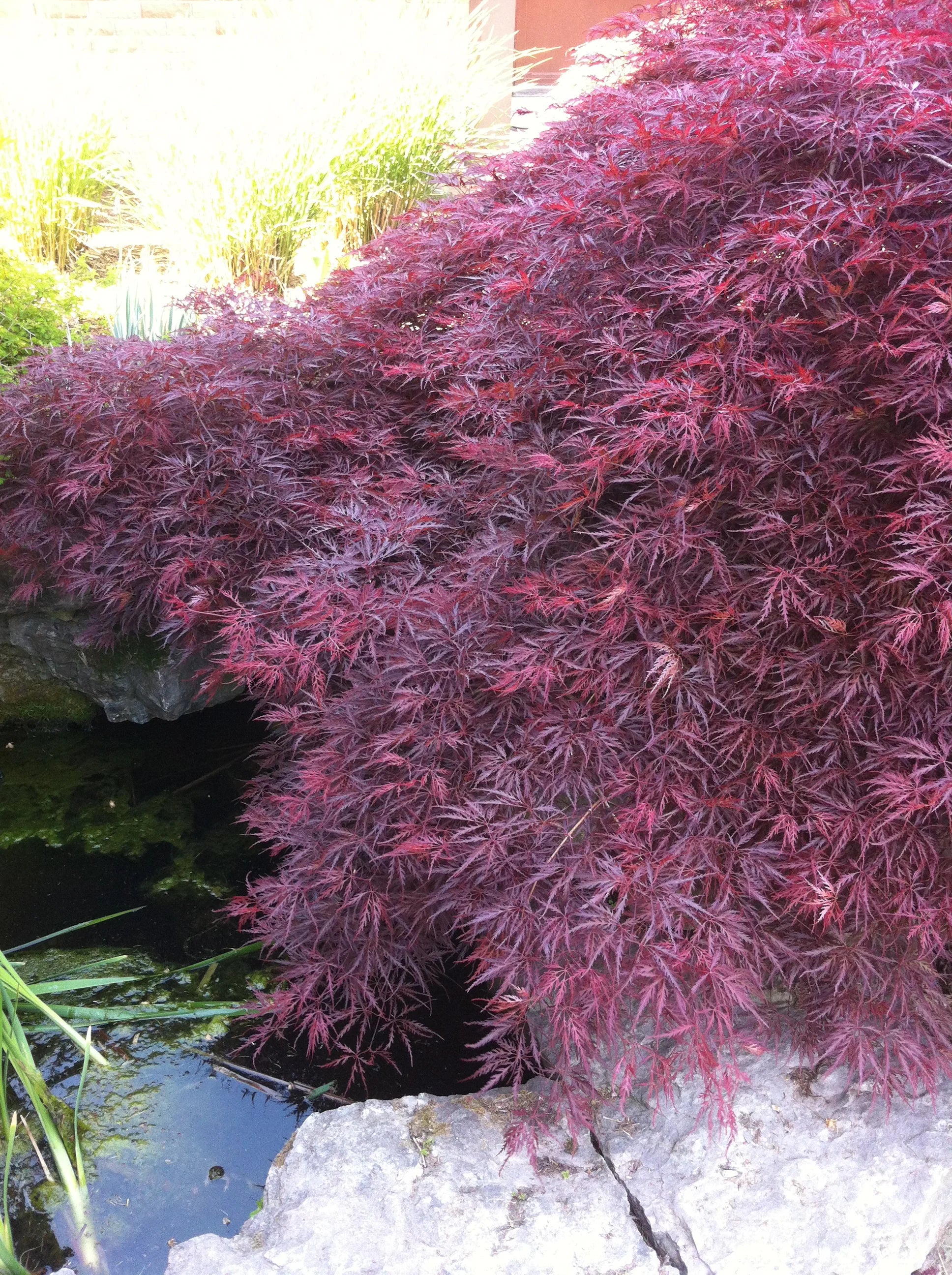 Artar japonez curgator „Crimson Queen / Acer palmatum dissectum „Crimson Queen” / - Gradina Noastra