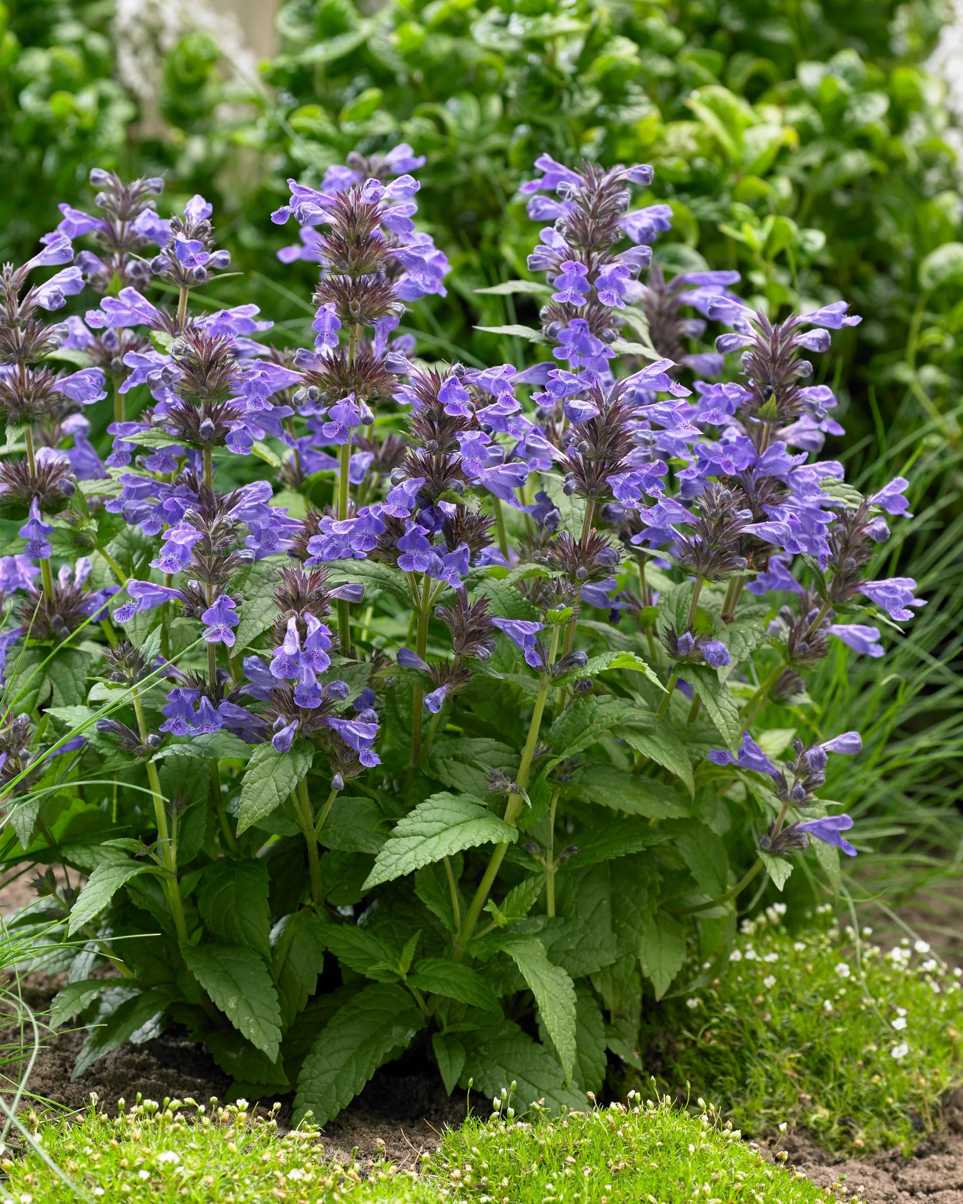 Nepeta kubanica "Neptune" - Gradina Noastra