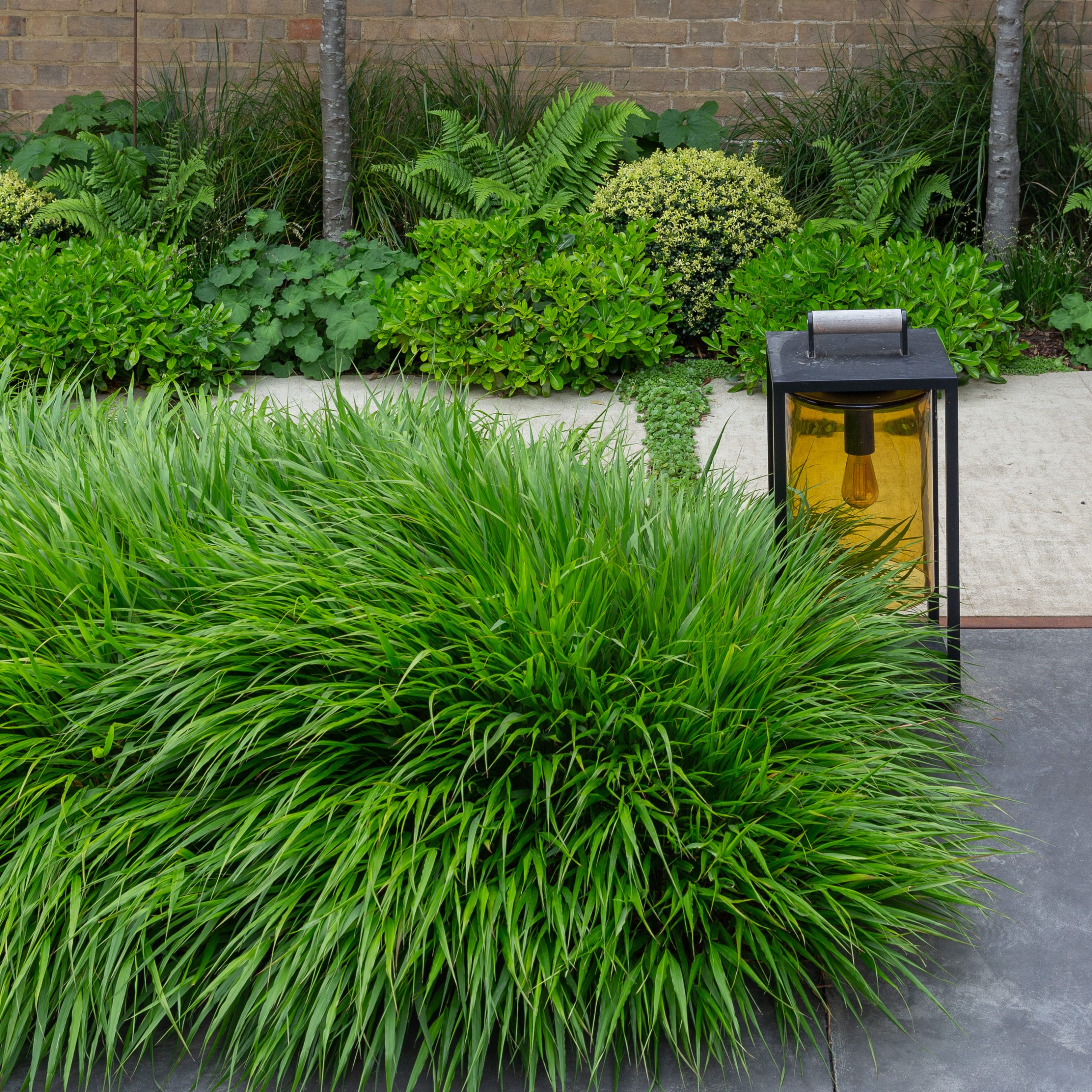 Hakonechloa macra / Hakonechloa macra / - Gradina Noastra