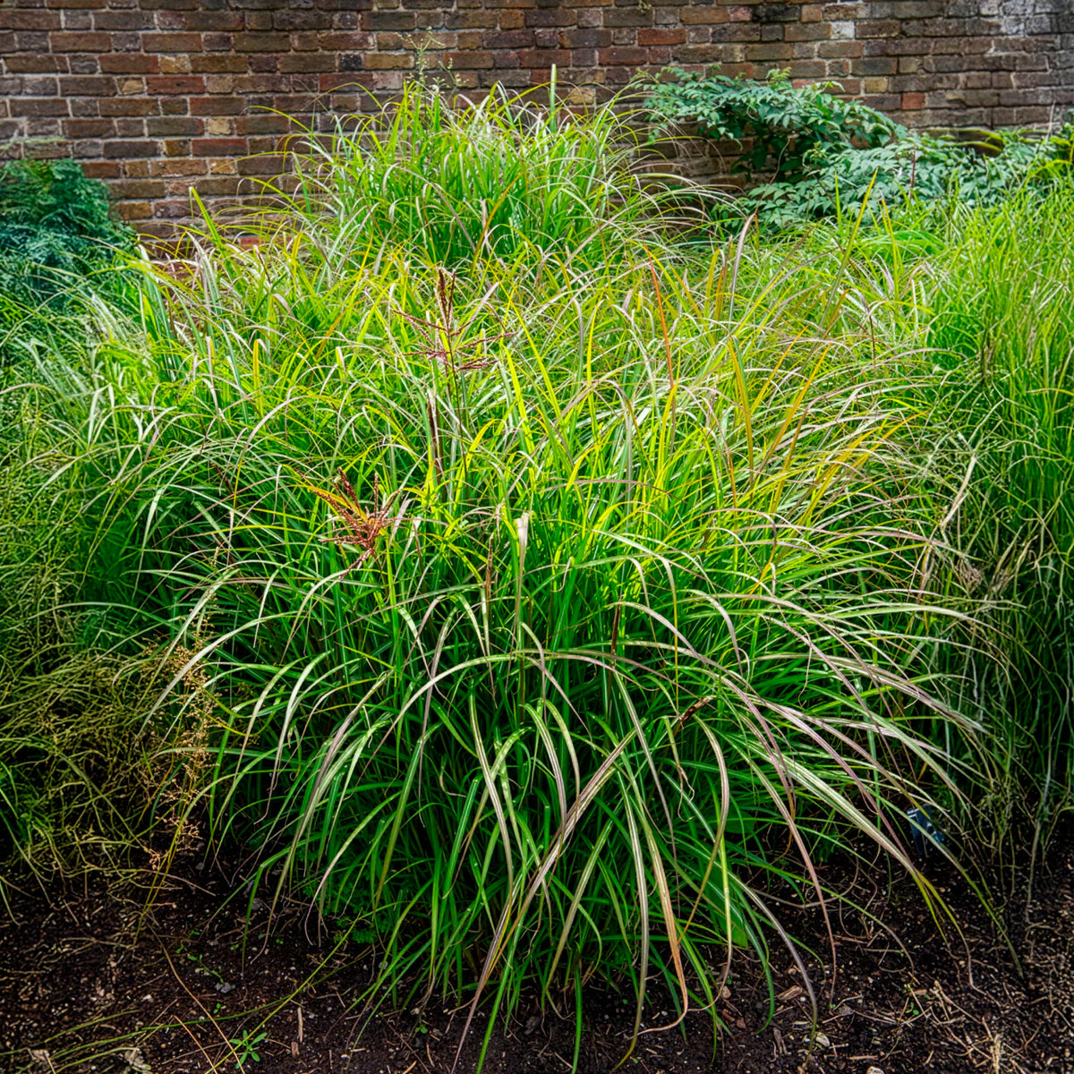 Iarba elefantului "Navajo" /Miscanthus sinensis "Navajo"/ - Gradina Noastra