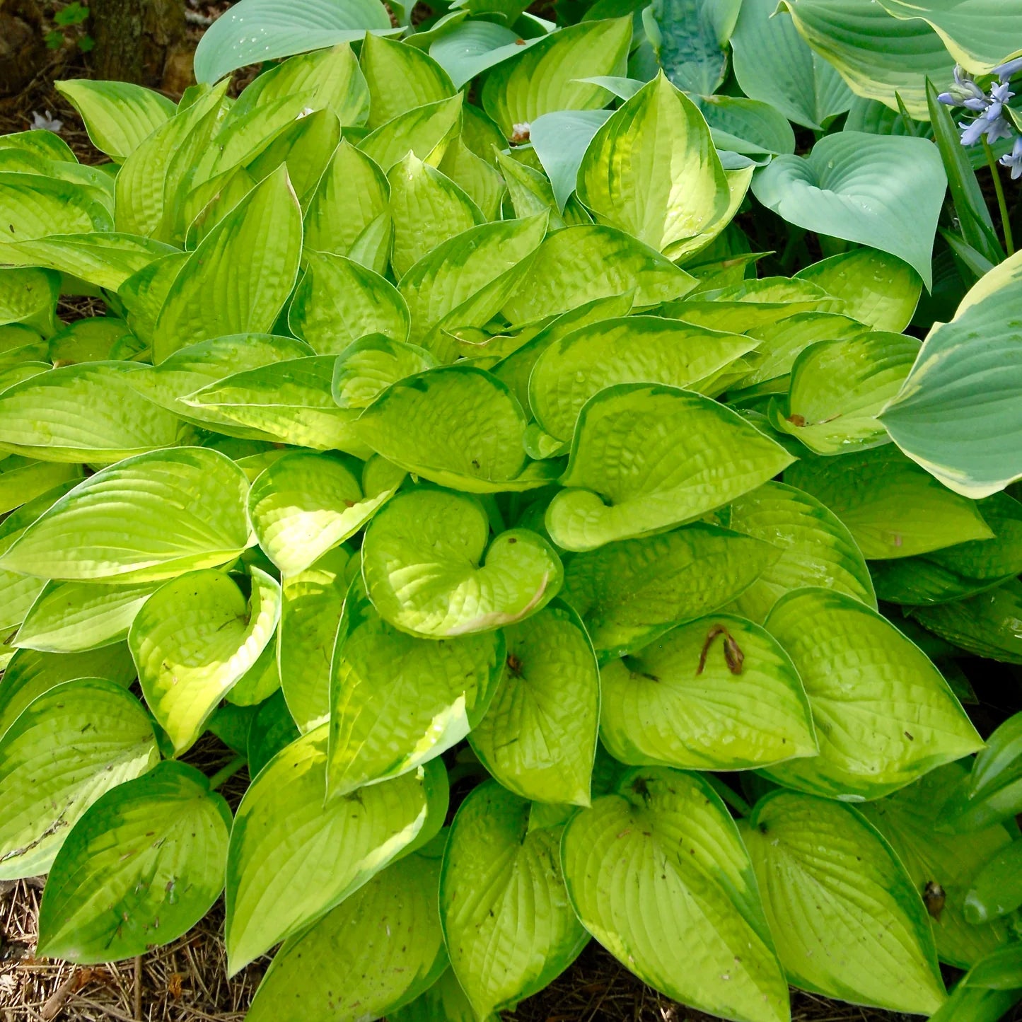 Crin de toamna "Gold Standard" / Hosta "Gold Standard" - Gradina Noastra