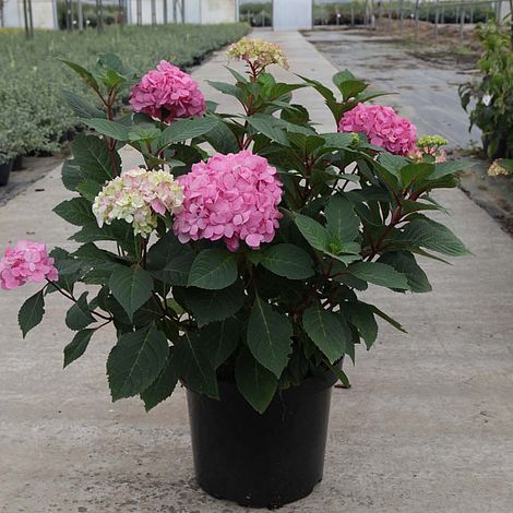 Hortensia "Endless Summer BloomStar" 0.40 - 0.60 m /Hydrangea macrophylla „Endless Summer BloomStar” / - Gradina Noastra