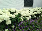 Hortensia "Strong Annabelle" 0.20 - 0.30 m / Hydrangea arborescens "Strong Annabelle"/ by gradina-noastra