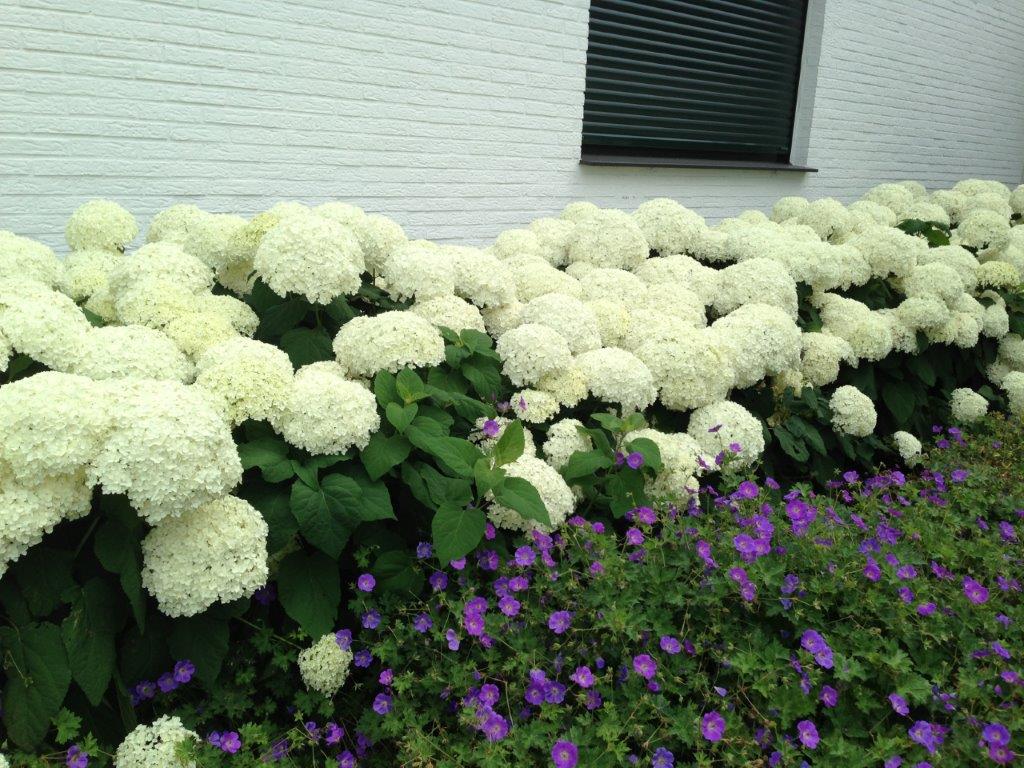 Hortensia "Strong Annabelle" 0.20 - 0.30 m / Hydrangea arborescens "Strong Annabelle"/ by gradina-noastra