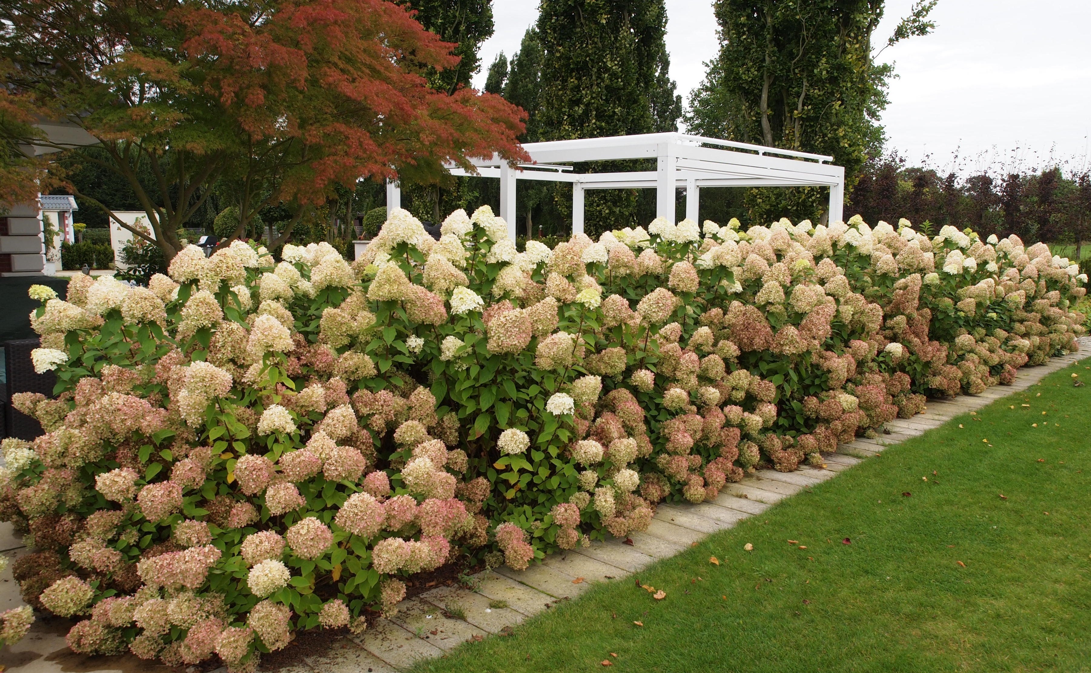 Hortensia paniculata &