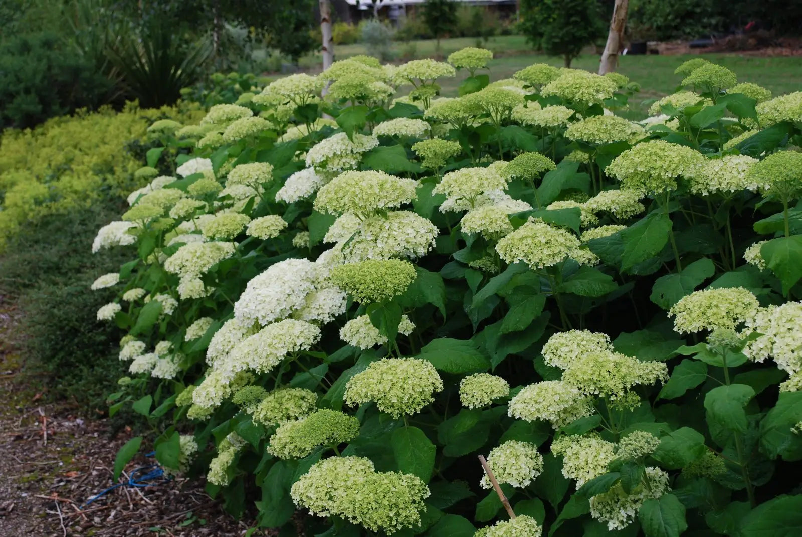 Hortensia "Strong Annabelle" 0.20 - 0.30 m / Hydrangea arborescens "Strong Annabelle"/ by gradina-noastra