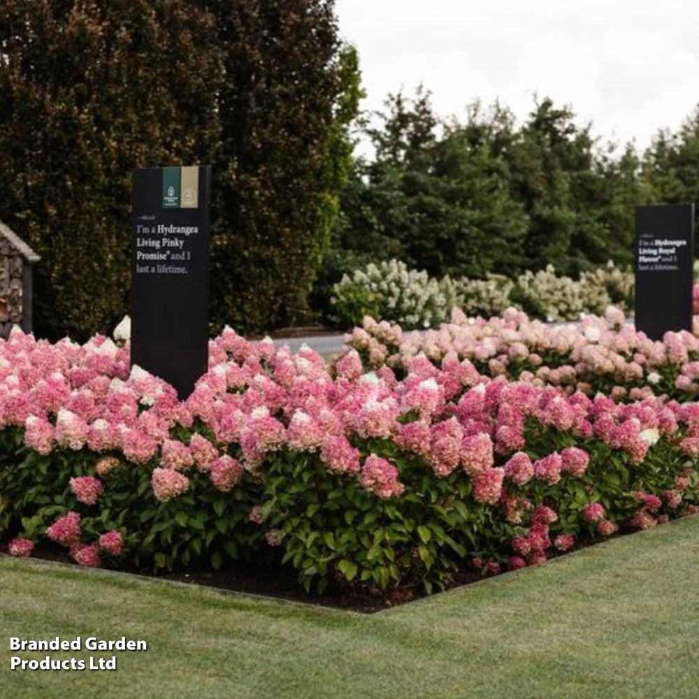 Hortensia paniculata Living Creation Mix/Buc / Hydrangea paniculata Living Creation Mix/ - Gradina Noastra