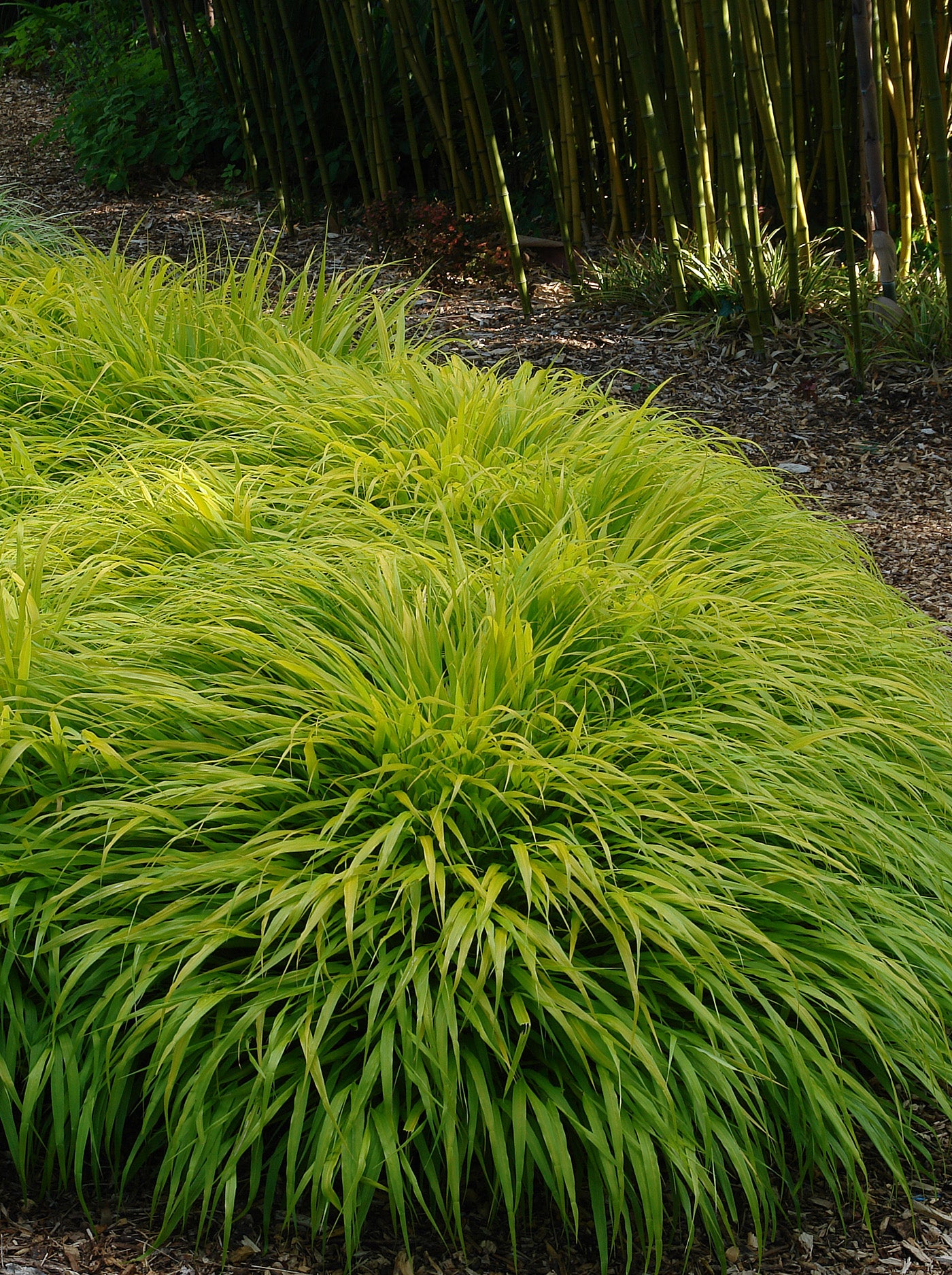 Hakonechloa macra "All Gold " /Hakonechloa macra "All Gold"/