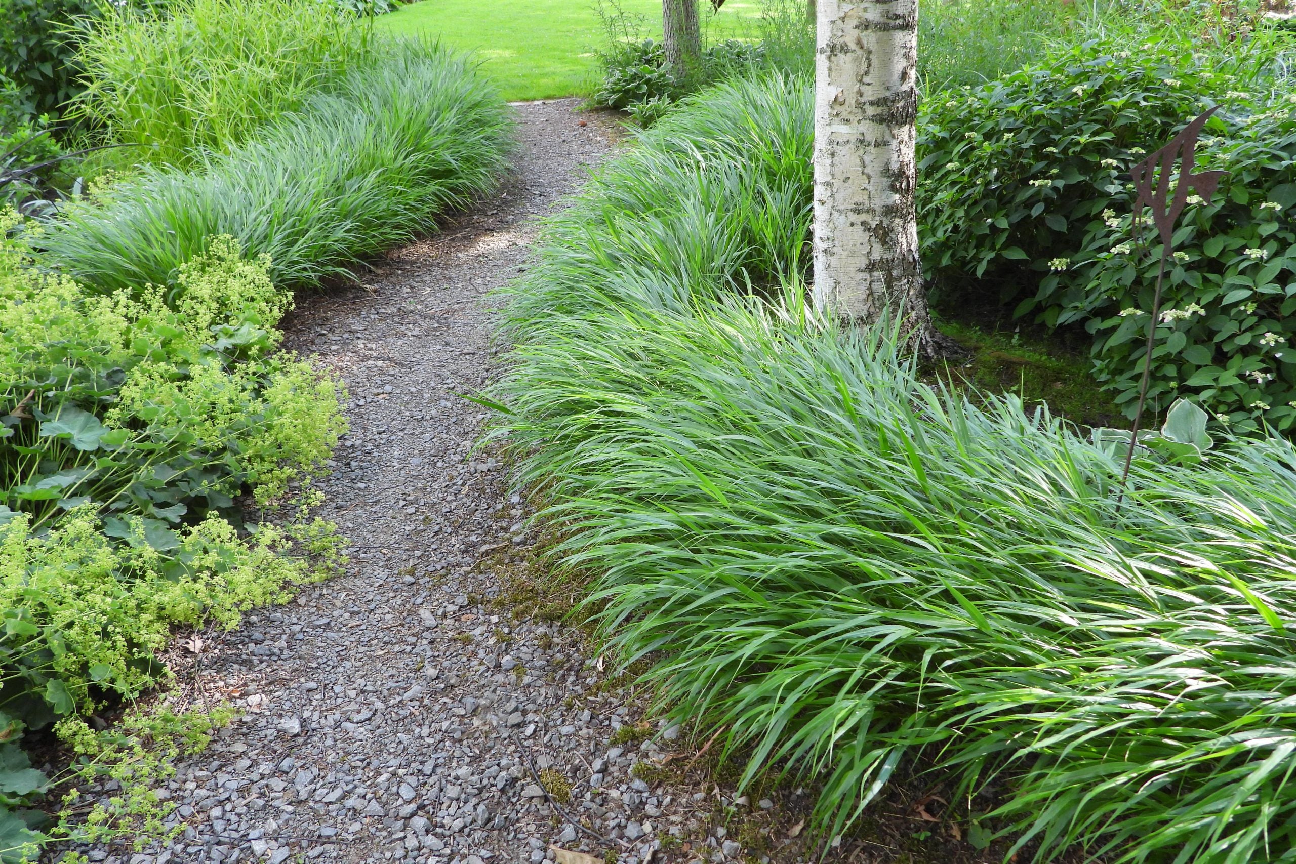 Hakonechloa macra / Hakonechloa macra / - Gradina Noastra