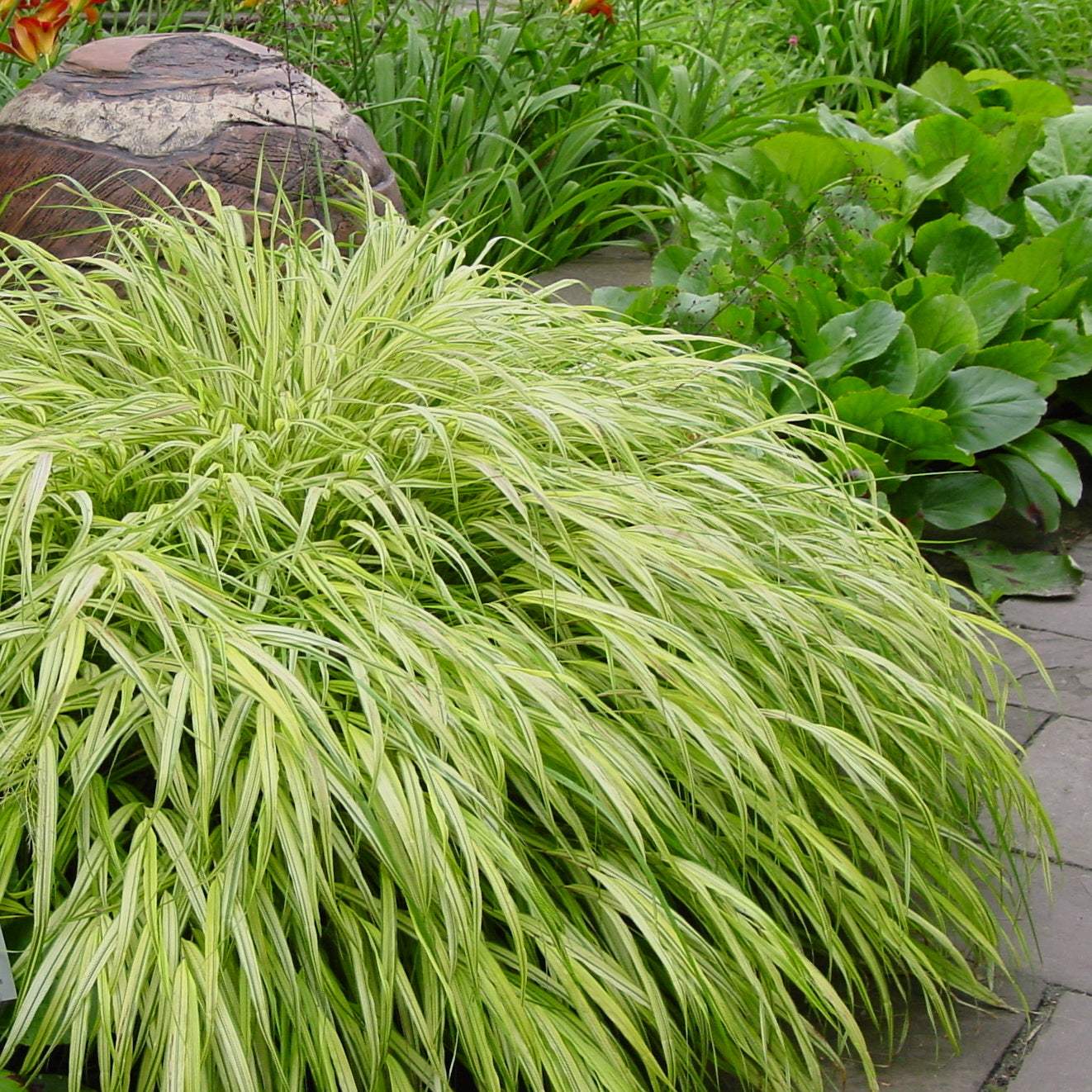 Hakonechloa macra "Stripe it Rich" 0.20 - 0.30 m /Hakonechloa macra "Stripe It Rich" / by gradina-noastra