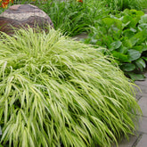 Hakonechloa macra "Stripe it Rich" 0.20 - 0.30 m /Hakonechloa macra "Stripe It Rich" / by gradina-noastra
