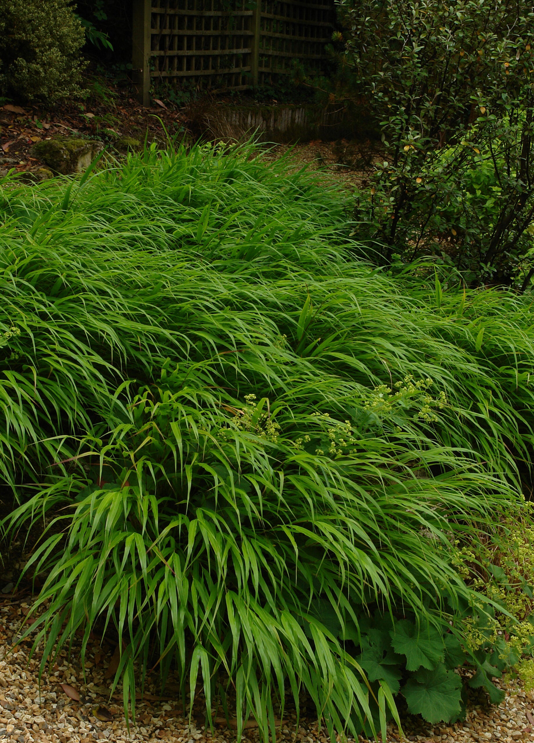 Hakonechloa macra / Hakonechloa macra / - Gradina Noastra