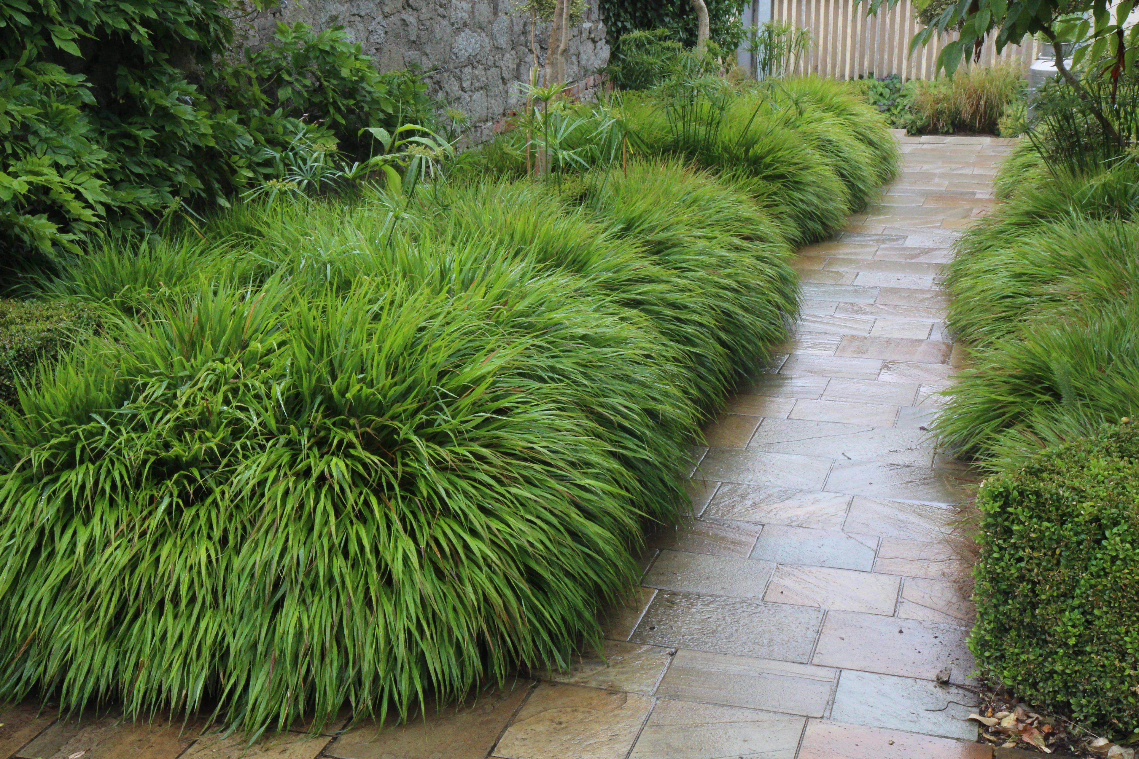 Hakonechloa macra / Hakonechloa macra / - Gradina Noastra