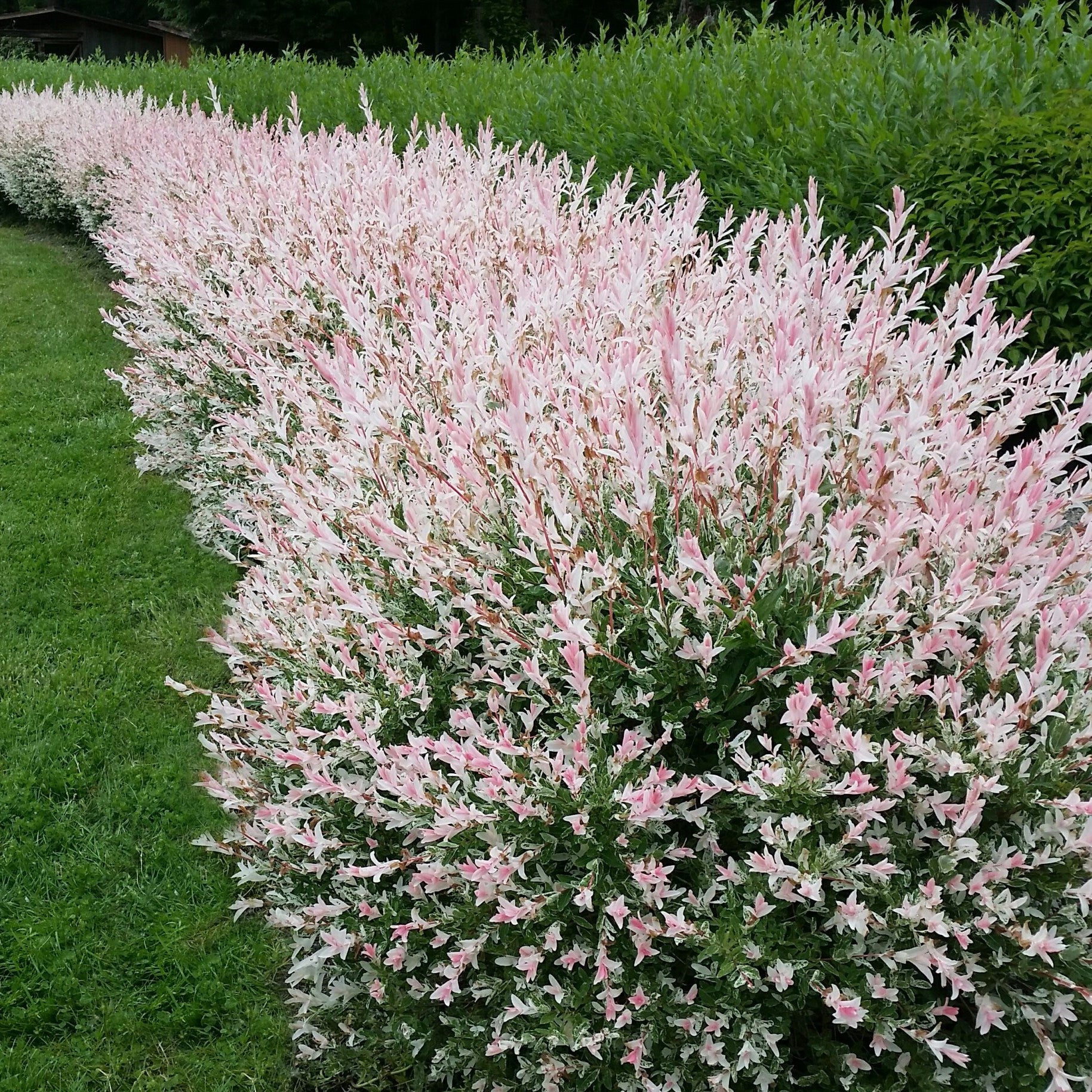 Salcie japoneza "Hakuro Nishiki" 1.30 - 1.50 m / Salix integra "Hakuro Nishiki"/ by gradina-noastra