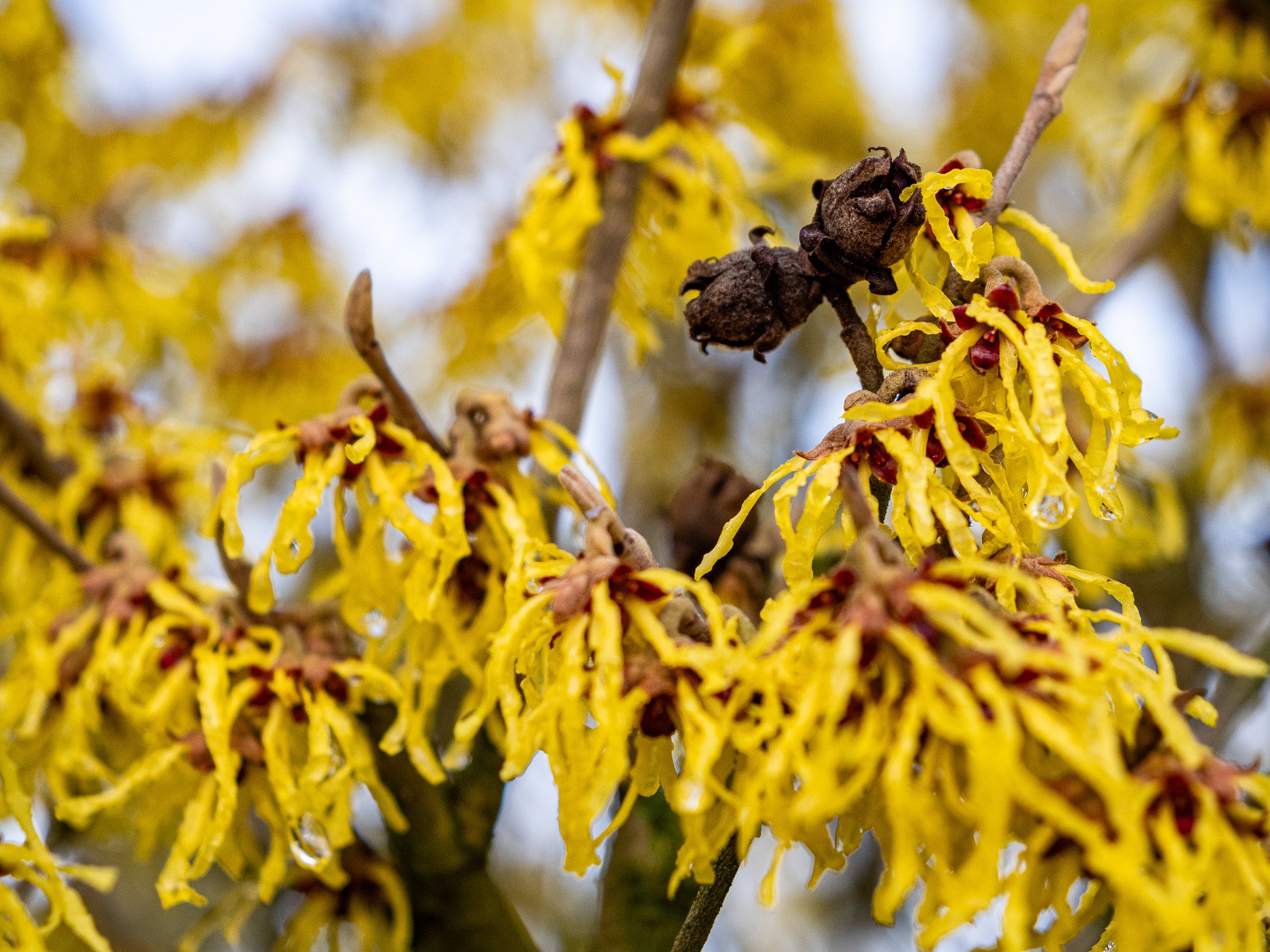 Nucul vrajitoarelor "Arnold Promise" 0.80 - 1.20 m / Hamamelis x intermedia"Arnold Promise"/