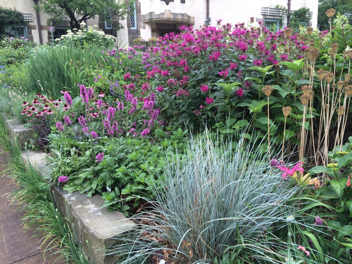 Festuca "Cool as ice" by gradina-noastra