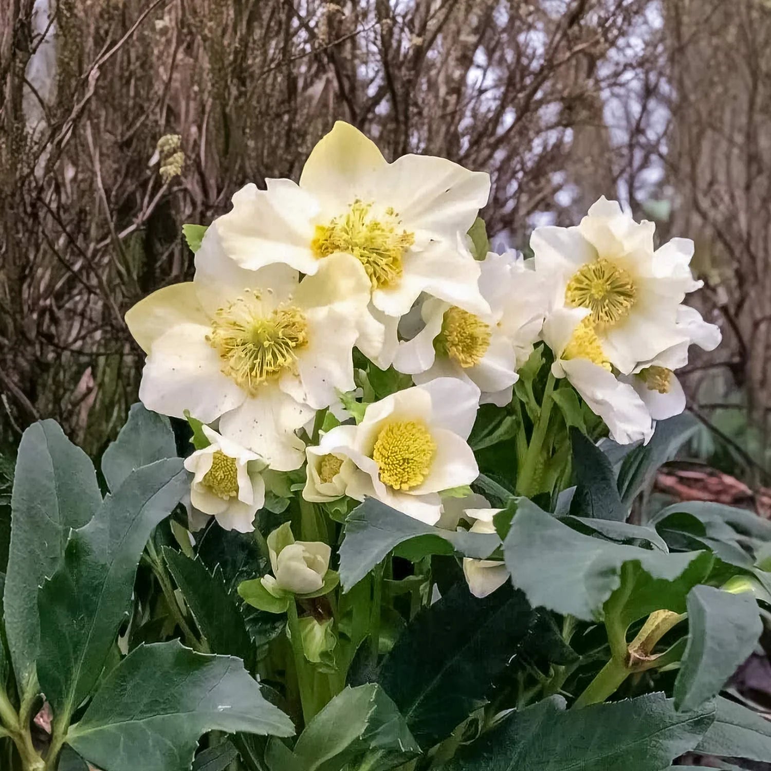 Spanz / Helleborus niger / - Gradina Noastra