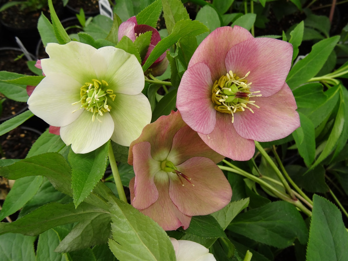 Helleborus orientalis by Gradina Noastra