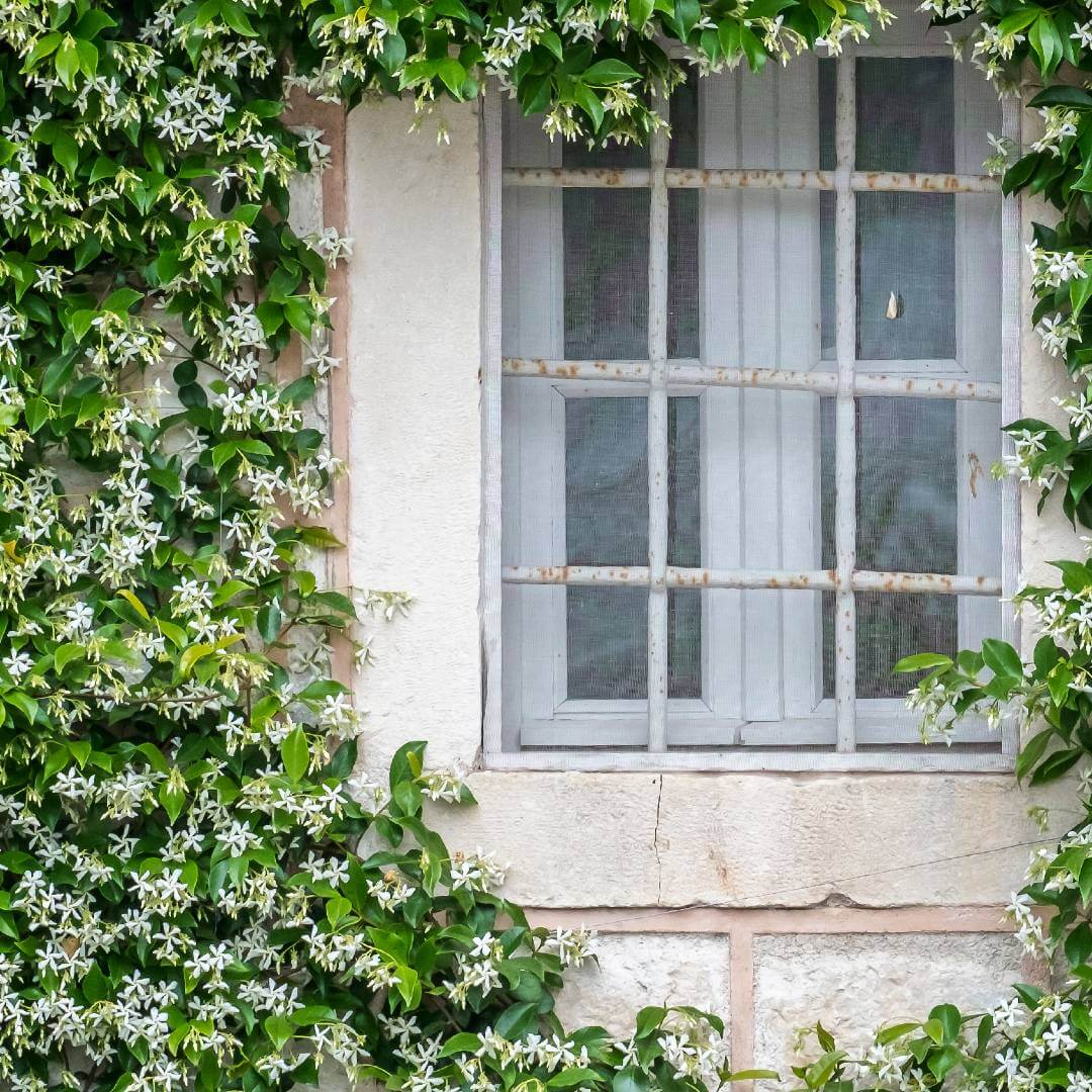 Iasomie stelata mix / Trachelospermum jasminoides /