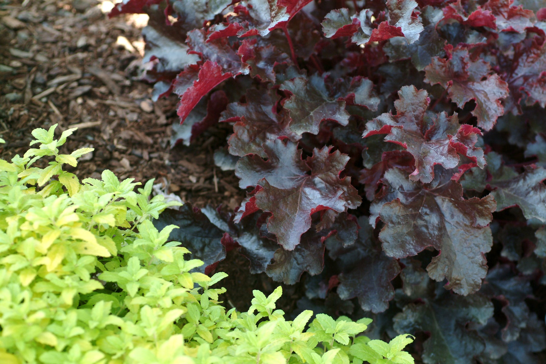 Heuchera "Black Beauty" 0.10 - 0.20 m by gradina-noastra