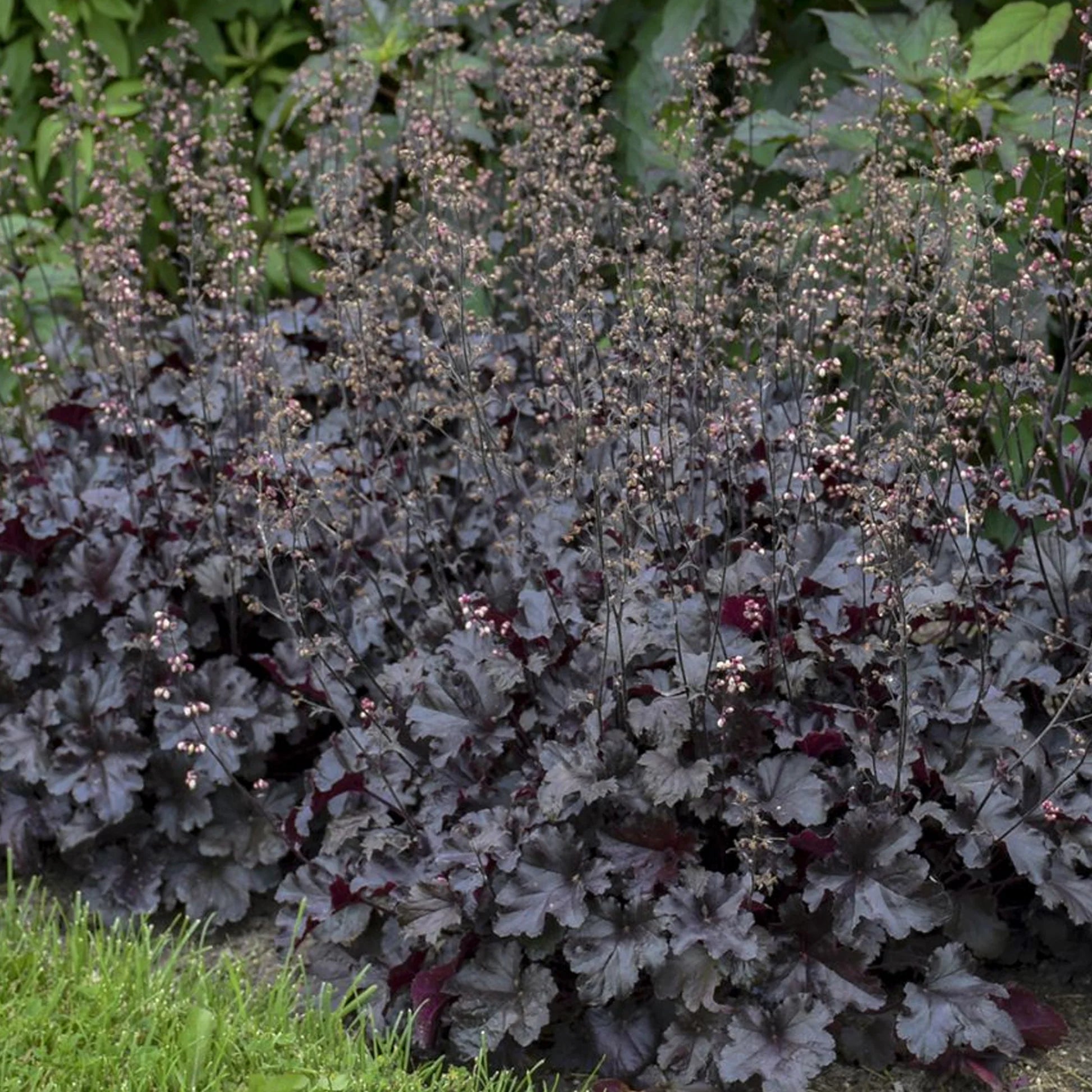 Heuchera "Black Beauty"