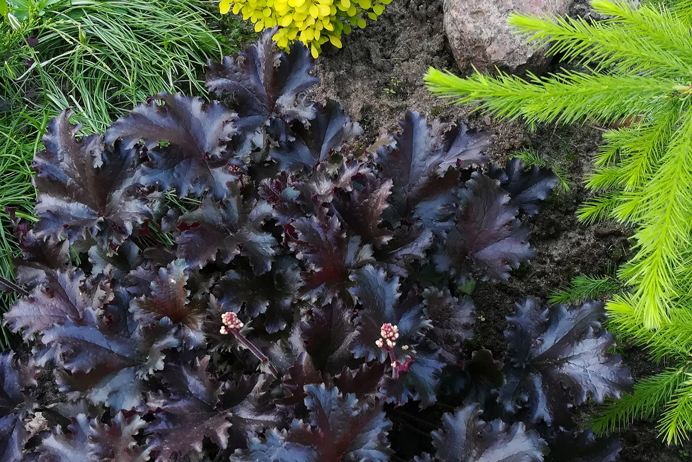 Heuchera "Black Beauty"
