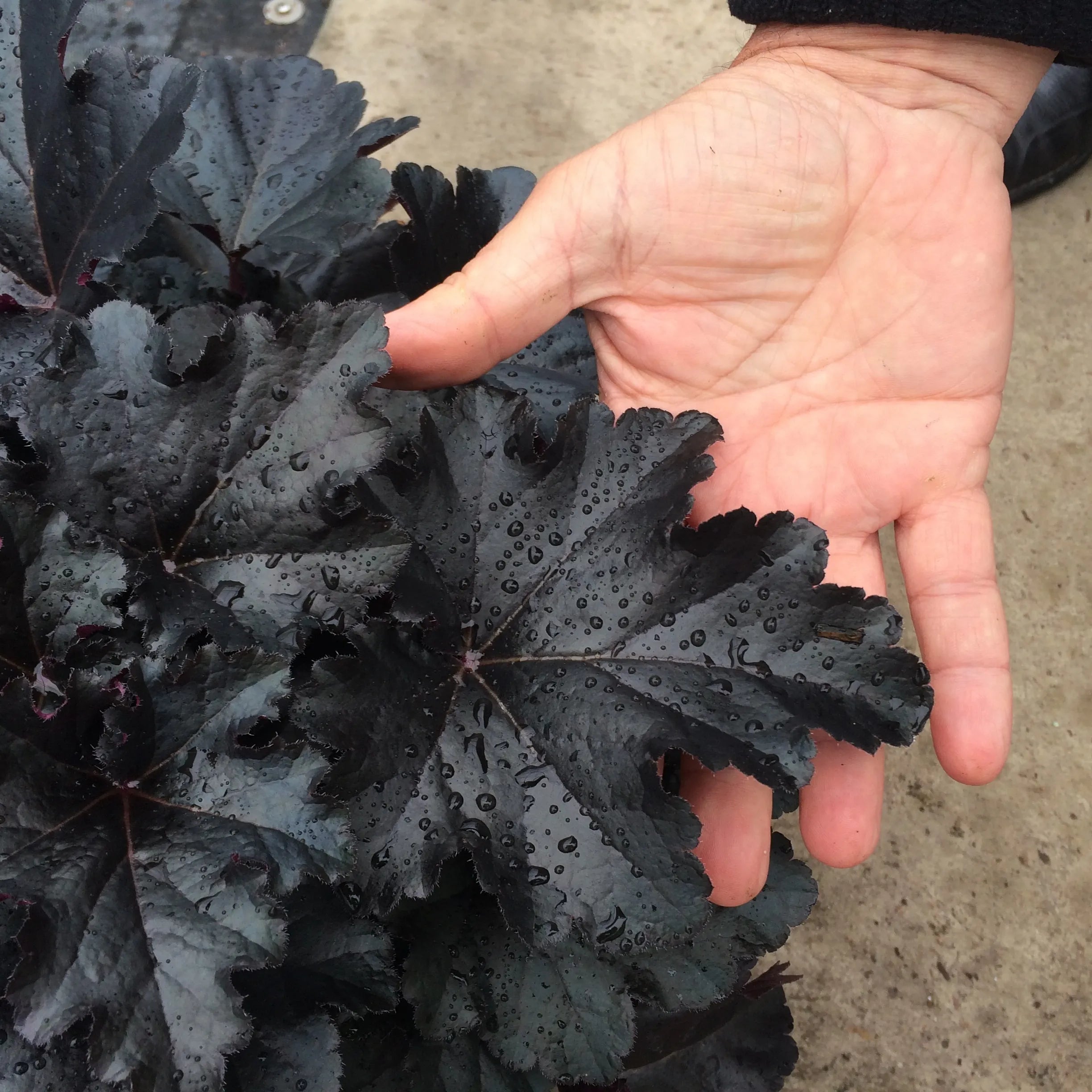 Heuchera "Black Pearl" - Gradina Noastra
