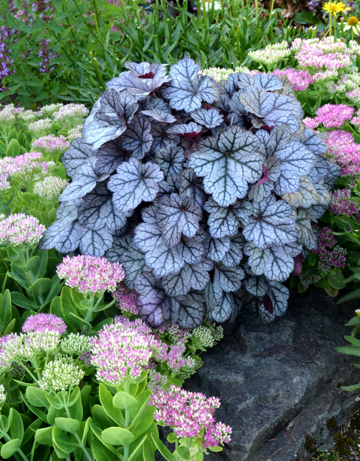 Heuchera "Glitter"