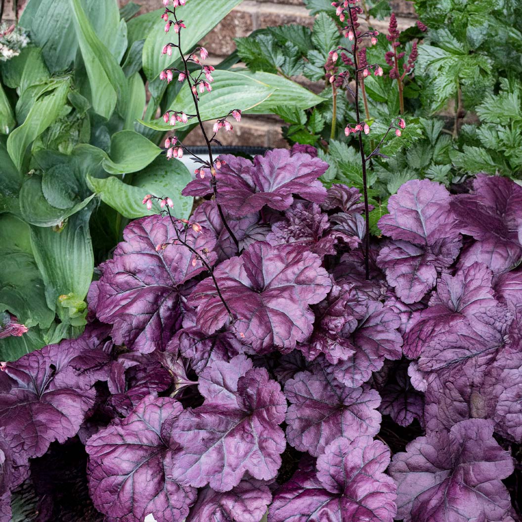 Heuchera "Wildberry" - Gradina Noastra