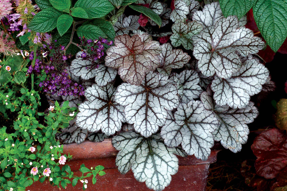 Heuchera "Glitter"