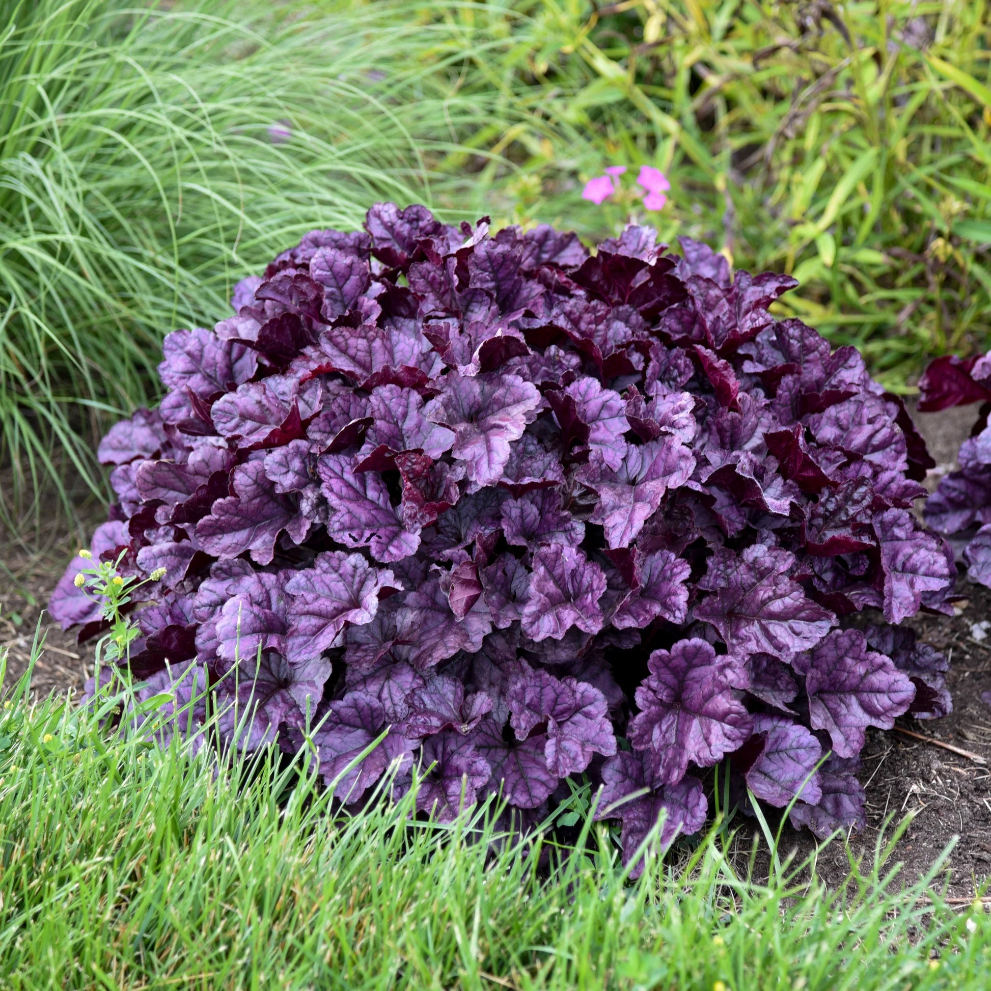 Heuchera "Wildberry" - Gradina Noastra