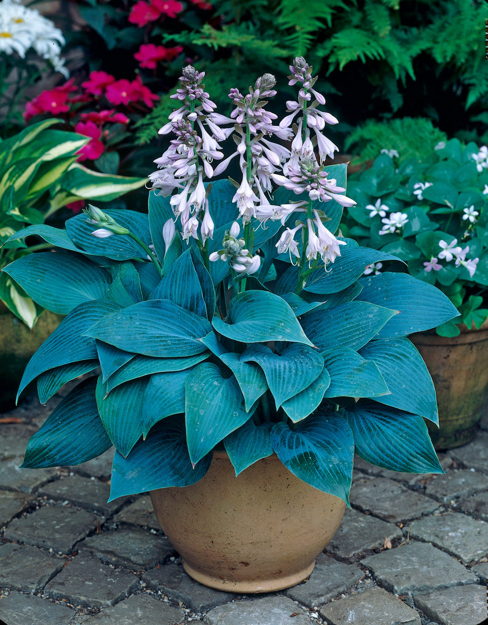 Crin de toamna "Halcyon" / Hosta "Halcyon" - Gradina Noastra