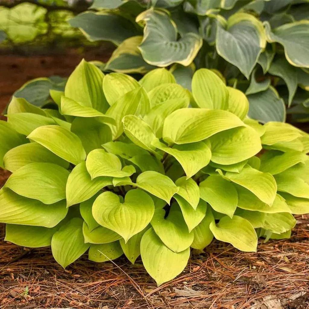 Hosta "Fire Island"