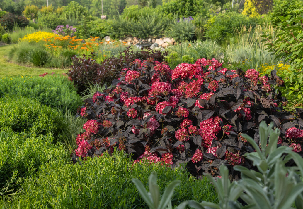 Hortensia "Eclipse" mov /Hydrangea macrophylla "Eclipse" purple /