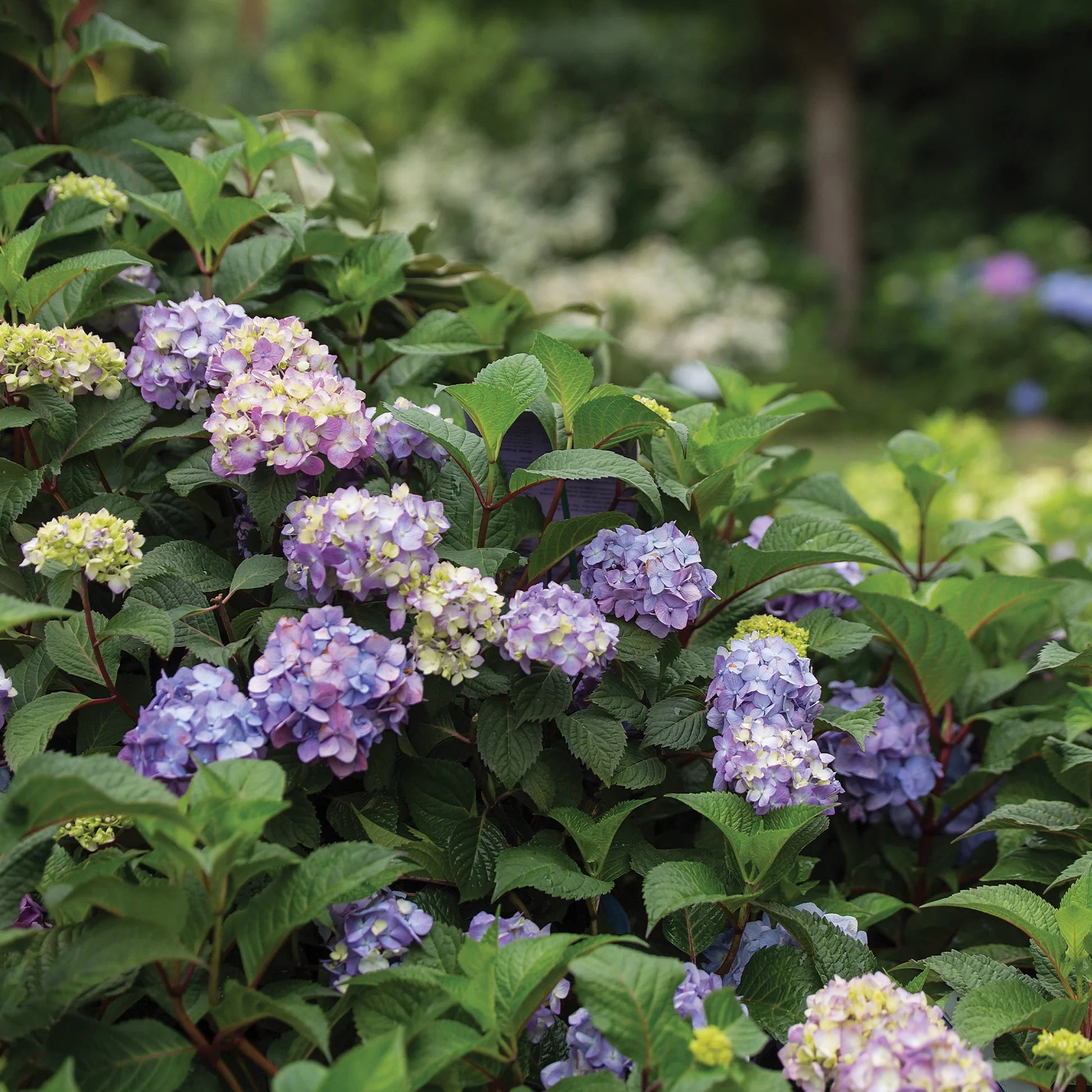 Hortensia "Endless Summer BloomStar" /Hydrangea macrophylla „Endless Summer BloomStar” / - Gradina Noastra