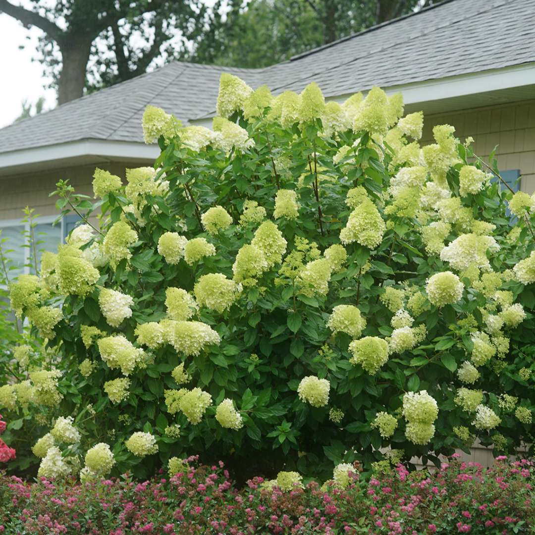 Hortensia paniculata &